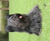 Skye Terrier 9Y766D-039